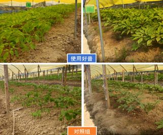 預(yù)防冷害、提高人參保苗率