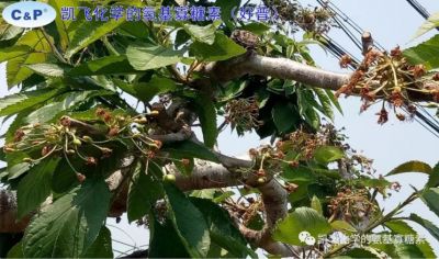今年大連櫻桃縮果現(xiàn)象嚴重