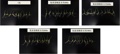 實(shí)驗(yàn)2：好普拌種對(duì)小麥生長(zhǎng)發(fā)育的影響