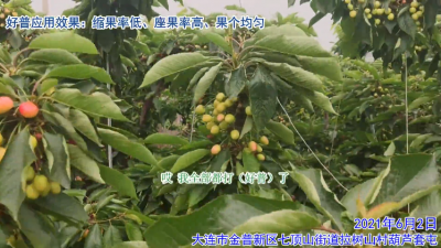 縮果率低 座果率高 果個均勻:大連金普區七頂山街道拉樹山村(2021年6月)