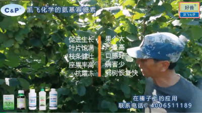 座果率高 產量高 口感好:莊河市大營鎮八家子村（2020年8月）