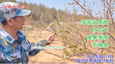芽苞品質高 葉片大 座果率高 不抽條:莊河大營鎮八家村（2021年4月）