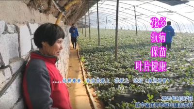 花多 抗病 保苗 葉片健康:遼寧省莊河市城山鎮吉慶村(2021年2月)