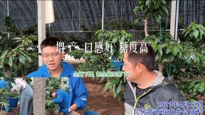 增產 口感好 糖度高:瓦房店市駝山鄉鎮付廟村大棚櫻桃(2021年4月)
