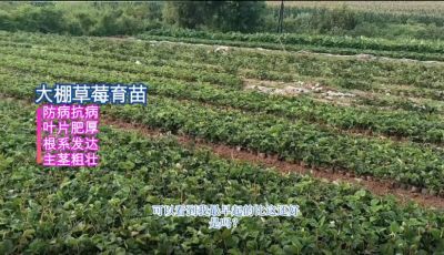 抗病、葉片濃綠增厚、主莖粗壯、根系發(fā)達：東港小甸子鎮(zhèn)（2021.8）