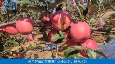 轉色快 色澤艷麗 果個均勻：長富2號蘋果  瓦房店永寧鎮劉家溝（2021.10）