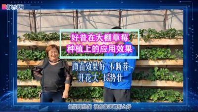 蹲苗效果好、不斷茬、開花大、長勢壯:?東港市馬家店鎮(zhèn)大棚草莓（2021.10.29）