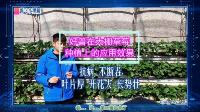 抗病不斷茬、葉片厚、開花大、長勢壯：東港市合隆鎮(zhèn)大棚草莓(2021.10.29)