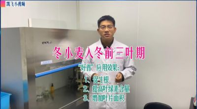 冬小麥三葉期：促生根、提高葉綠素含量、增加葉片面積；山東菏澤市孟海鎮（2021.12.10）