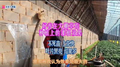 不死苗、上花快、葉片黑亮、結果多：莊河市光明山鎮喬屯村大棚草莓（2022.1.4）