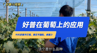 葉片舒展不打蔫、果實不蹦粒、病害少：金州區七頂山巨峰葡萄(2022.6.24)