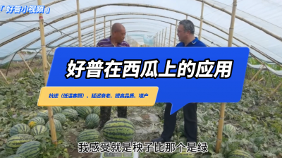 抗逆（低溫寡照）、延遲衰老、提高品質(zhì)、增產(chǎn)：新民市大民屯西瓜（2022.7.12）