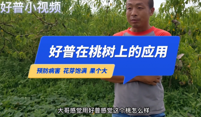 預(yù)防病害、花芽飽滿、果個(gè)大：普蘭店市星臺(tái)鎮(zhèn)上尹屯油八桃（2022.7.25）