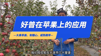 大果率高、有糖心、成熟期早：大連市金州區(qū)三十里堡街道馬圈農場矮化富士蘋果（2022.10.31）