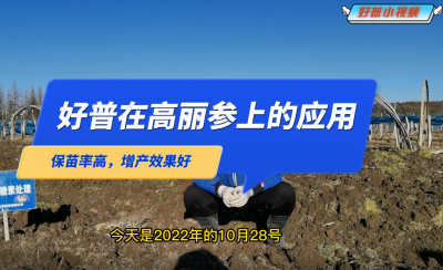 保苗率高、增產(chǎn)效果好：延邊州安圖縣臺(tái)前村高麗參（2022.10.28）