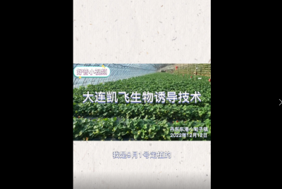 病害輕、成熟早、長勢好：東港市小甸子鎮草莓（2022.12.12）