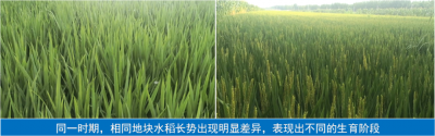 大連凱飛科技助農(nóng)——品種檢測驗真身，“假種子”無所遁形！