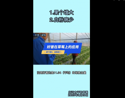 果個增大、白粉病少：莊河太平嶺（2023.2.28）