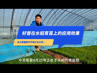 促進根系生長、提高葉片功能、保證葉齡處于正常狀態：齊齊哈爾（2023.4.25）