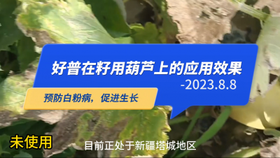 預防白粉病、促進生長:新疆塔城市（2023.8.8）