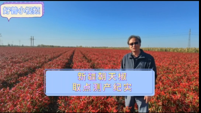 好普在新疆朝天椒上測產紀實（2023.10.19）